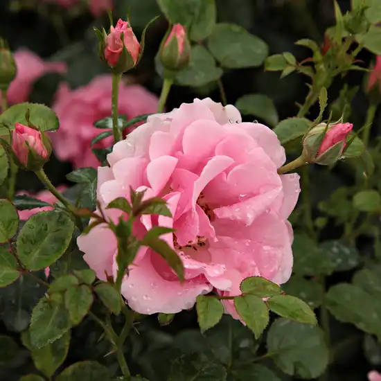 Rosa Baby Blanket® - roz - trandafir pentru straturi Floribunda